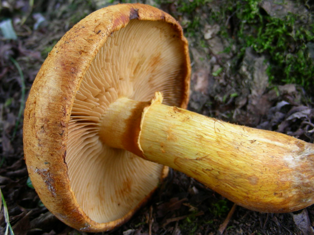 Cercasi un nome.... Quiz